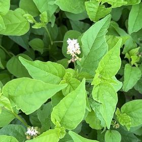 Photo of the plant species Common Buckwheat by @ReallyCooperi named Leonardo on Greg, the plant care app