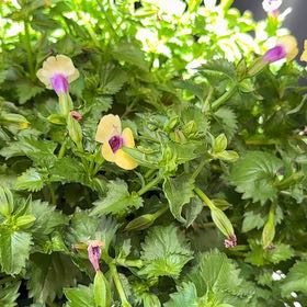 Photo of the plant species Wishbone Flower by @ReallyCooperi named Homer on Greg, the plant care app