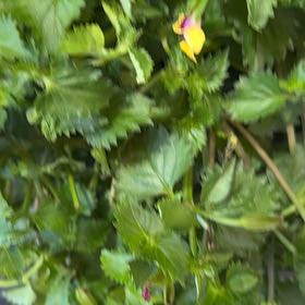 Photo of the plant species Wishbone Flower by @ReallyCooperi named Terra on Greg, the plant care app