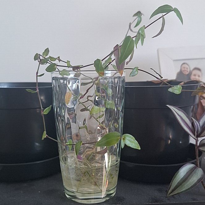 Photo of the plant species Tahitian Bridal Veil by @majorsnail named Marley on Greg, the plant care app