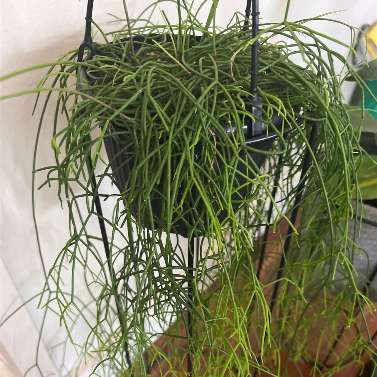 Photo of the plant species Jungle Cactus by @LizzieMurphy named Mando on Greg, the plant care app