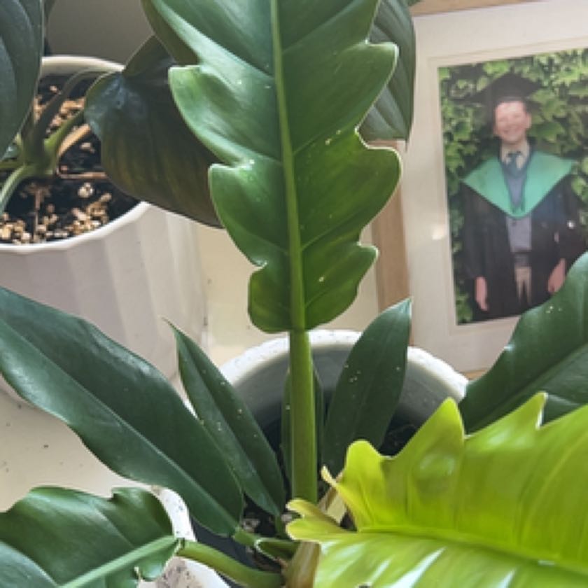 Photo of the plant species Comb-leaf philodendron by @LizzieMurphy named Nemo on Greg, the plant care app