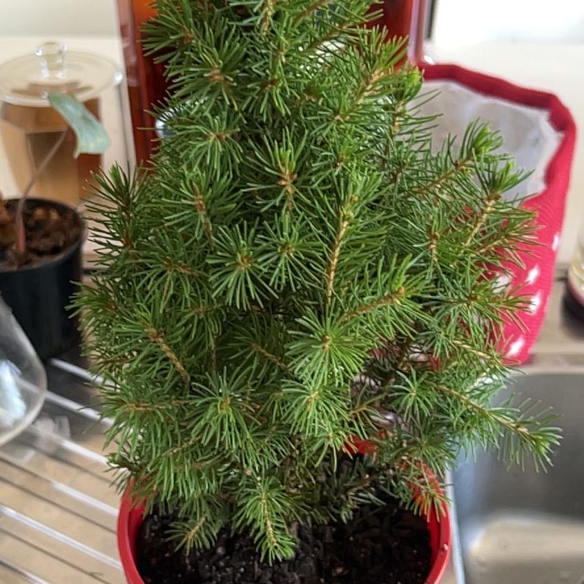 A healthy Blue Spruce plant in a red pot with visible soil.