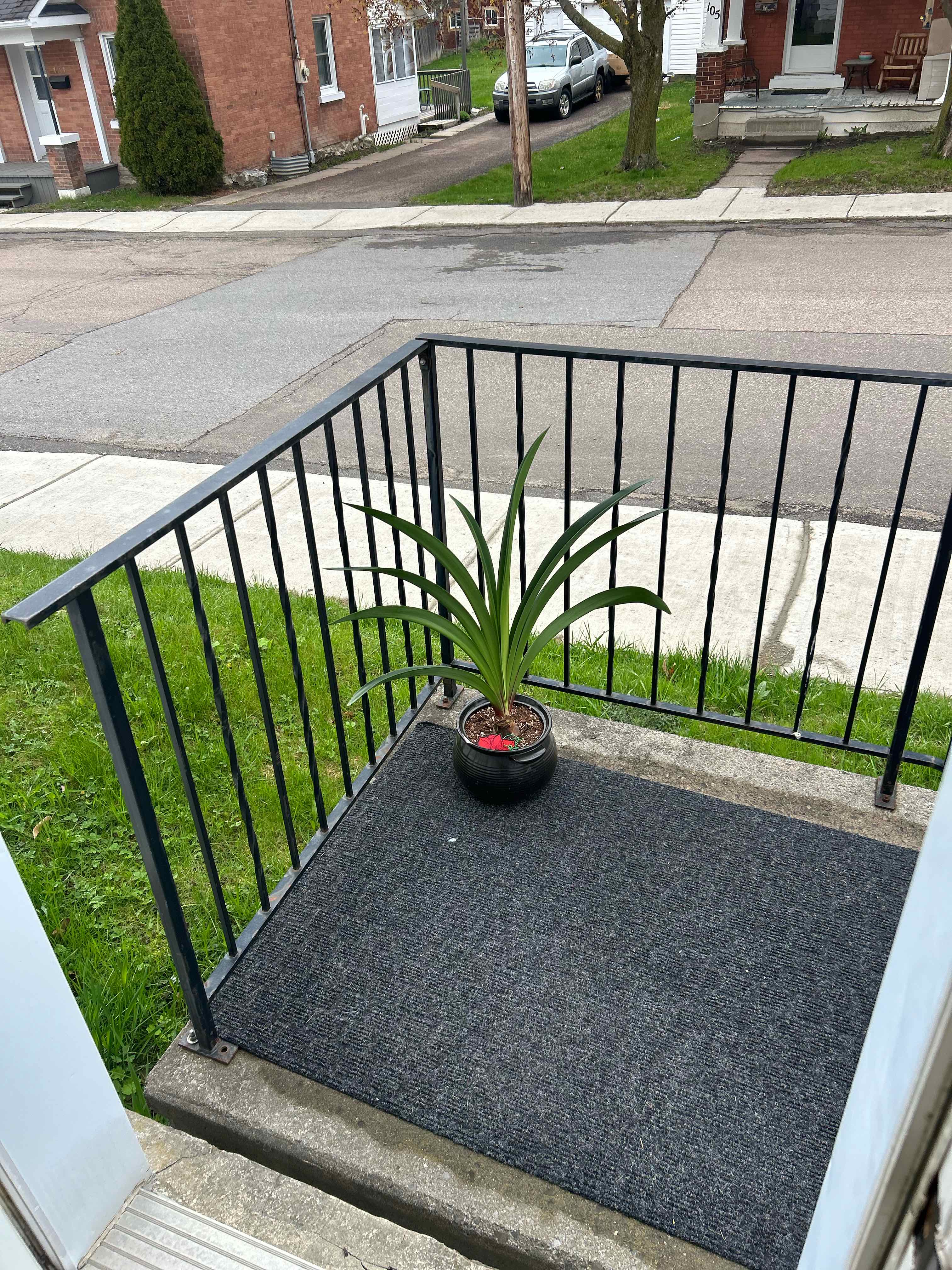 Photo of the plant species Minerva Amaryllis by @HotElkweed21 named Elina on Greg, the plant care app