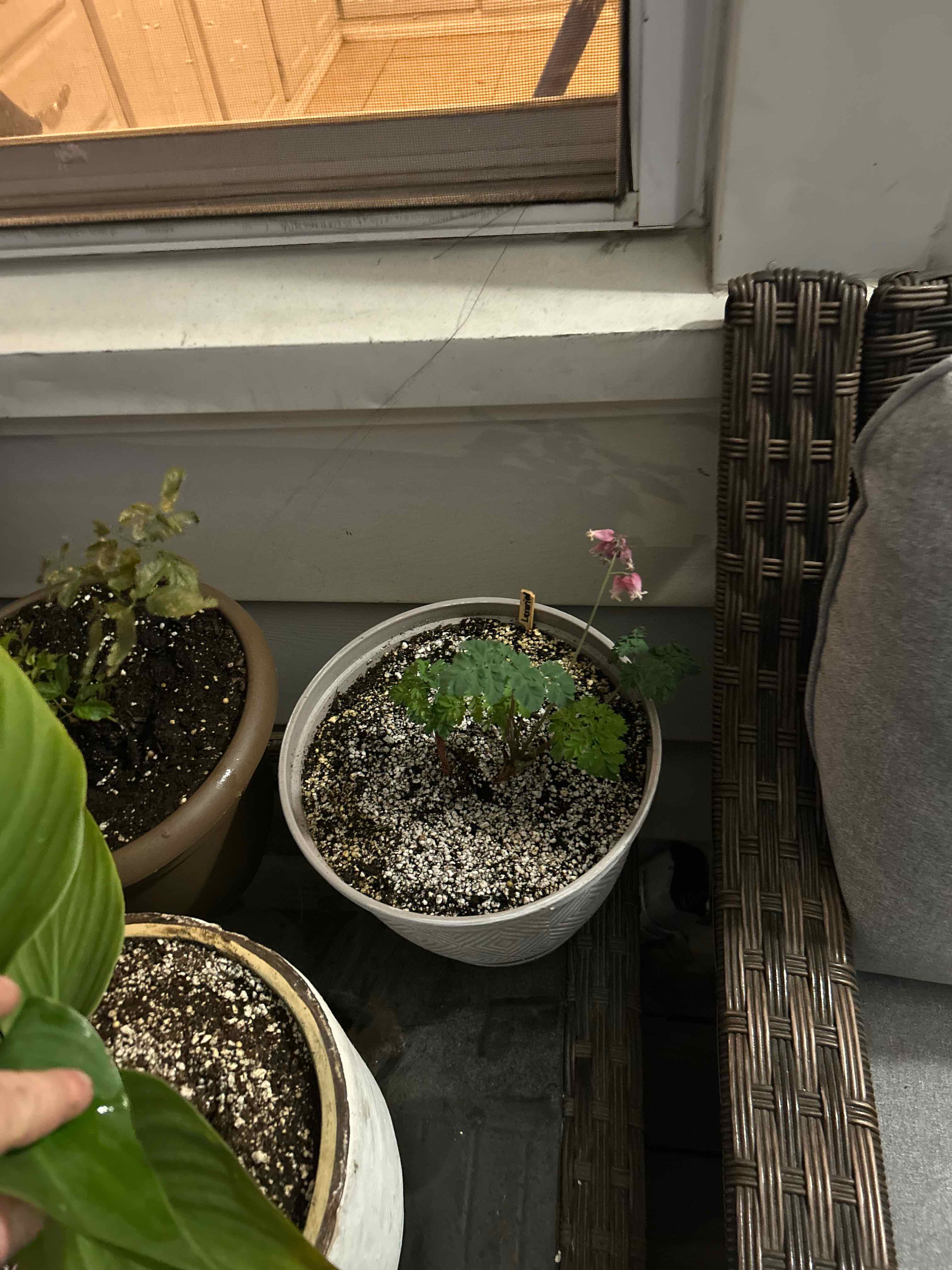 Photo of the plant species Dicentra 'Luxuriant' by @HotElkweed21 named Dolores on Greg, the plant care app