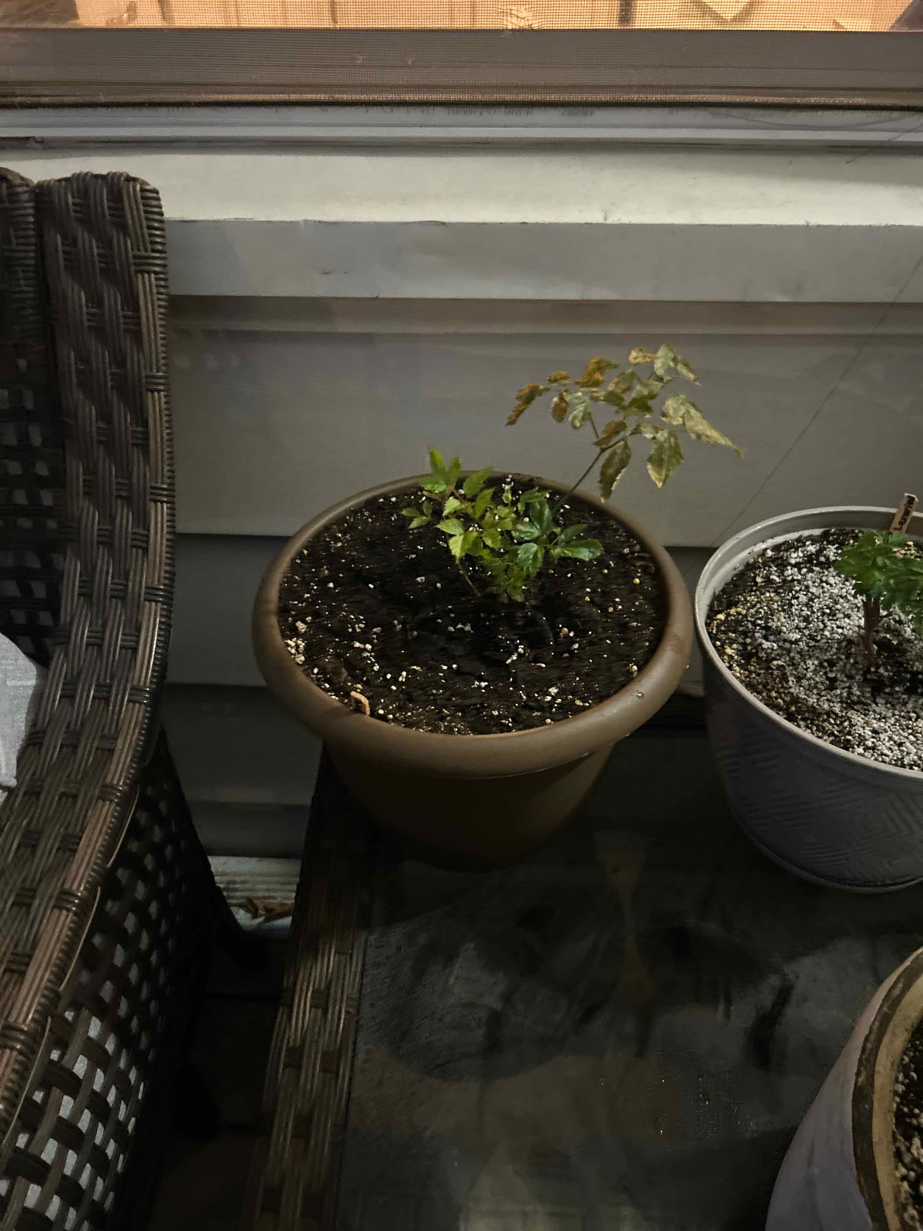 Photo of the plant species Fanal Astilbe by @HotElkweed21 named Denali on Greg, the plant care app