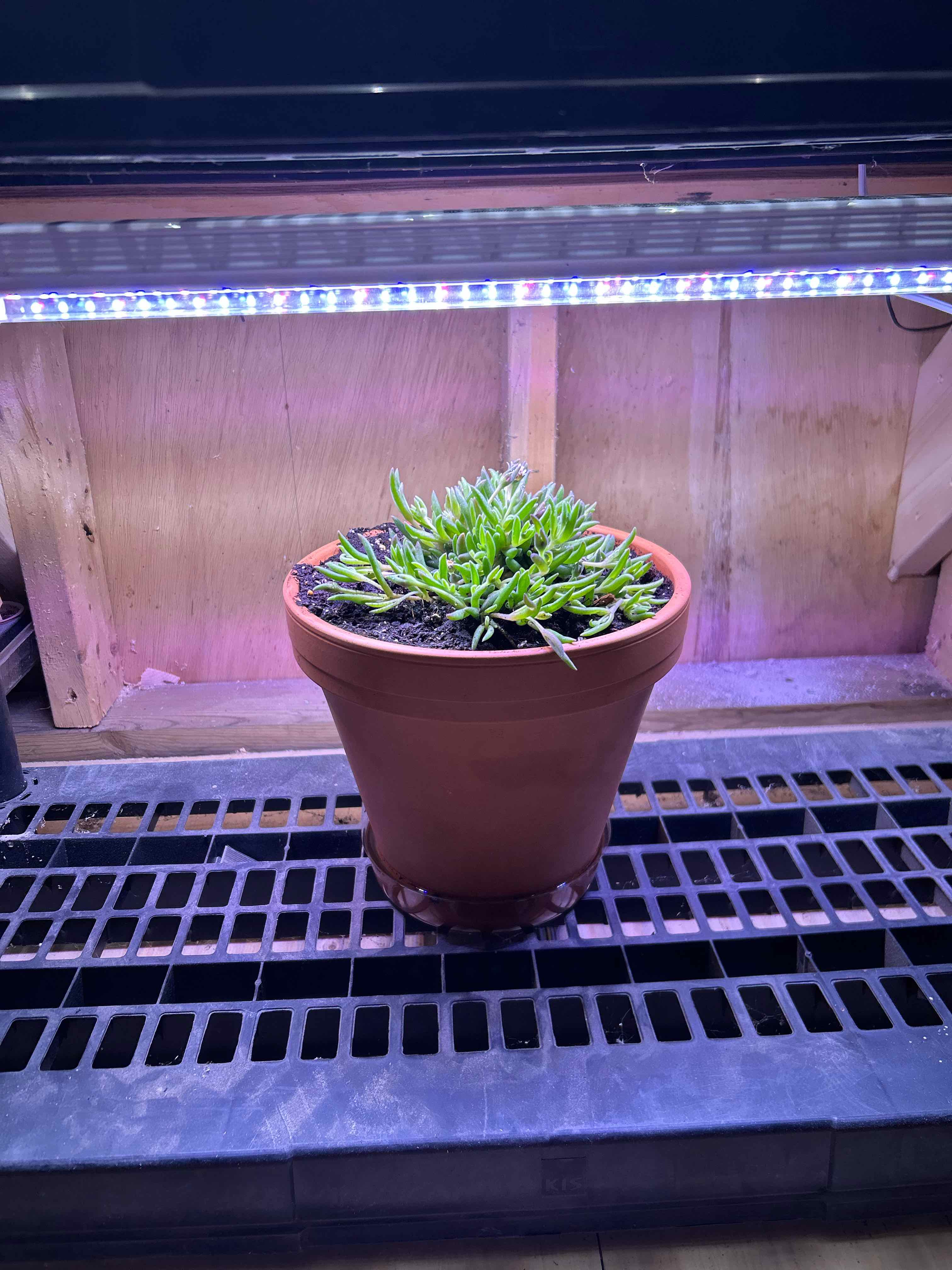 Photo of the plant species Iceplant by @HotElkweed21 named Sahara on Greg, the plant care app
