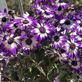 Photo of the plant species Pericallis 'Senetti Blue' by @kells0oo named Starfire on Greg, the plant care app