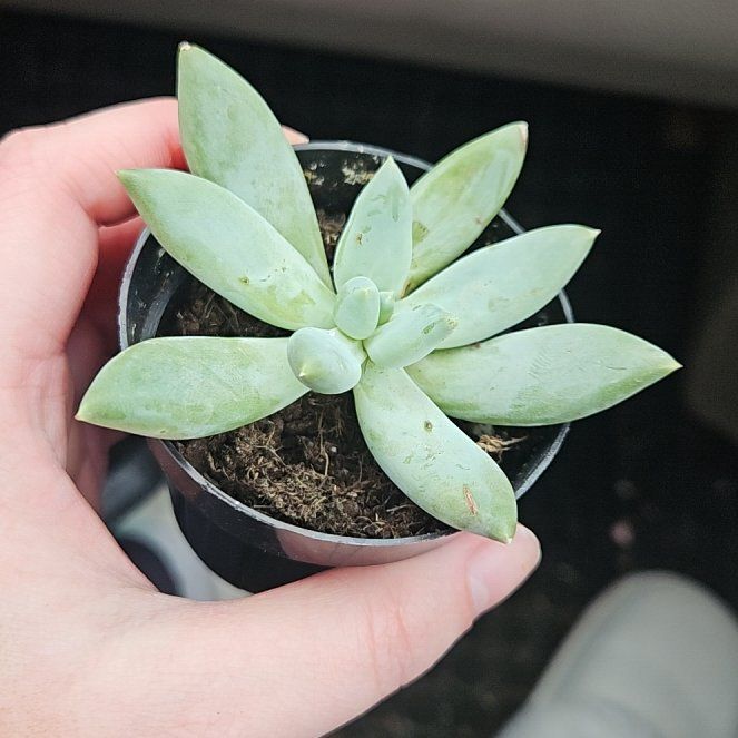 Photo of the plant species Moonsilver by @WiseCaperbush78 named Athena on Greg, the plant care app