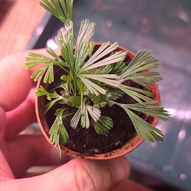 Photo of the plant species Fan Fern by @ClementRedmint named Hemingway on Greg, the plant care app