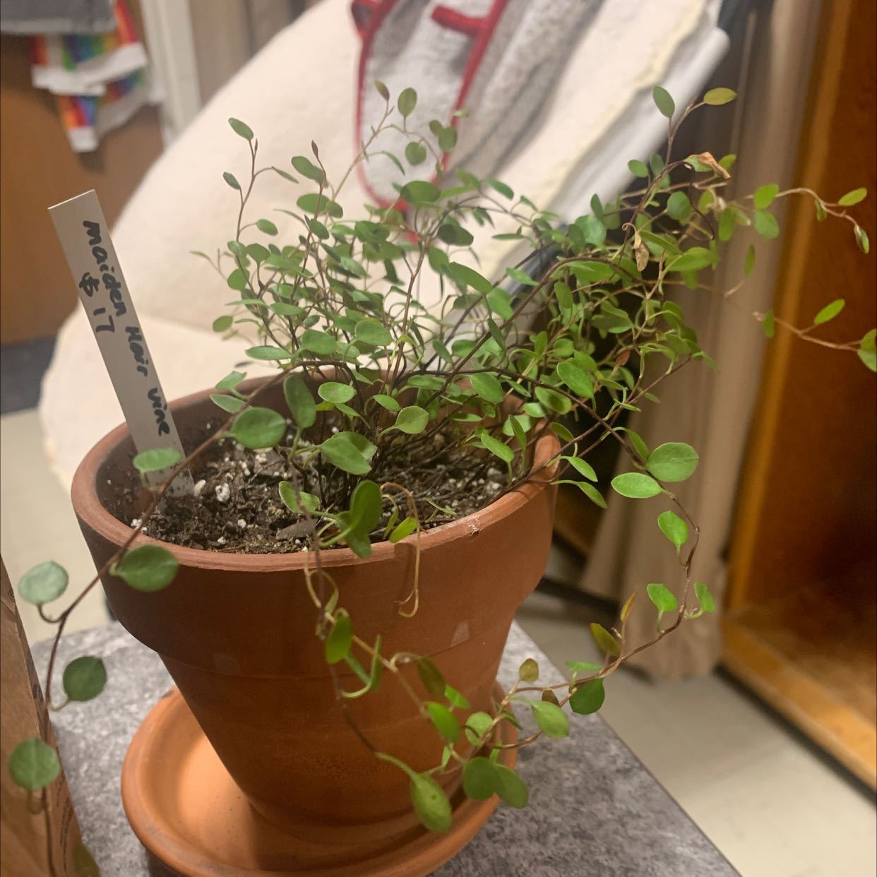 Sprawling Wirevine plant in a terracotta pot with visible soil and healthy green leaves.