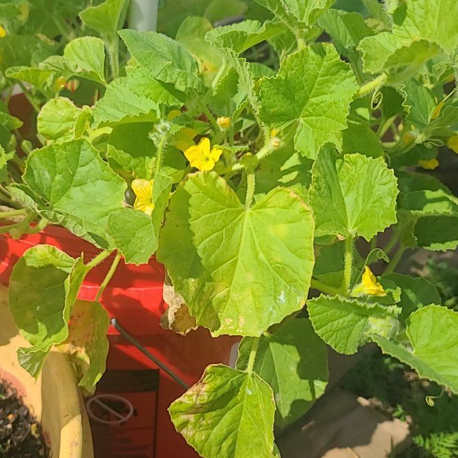 Photo of the plant species Melon by @DiscretePapaya named Osmo on Greg, the plant care app
