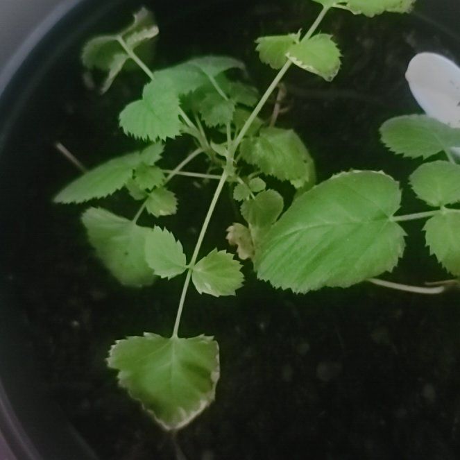 Photo of the plant species European Red Raspberry by @DiscretePapaya named Prince on Greg, the plant care app