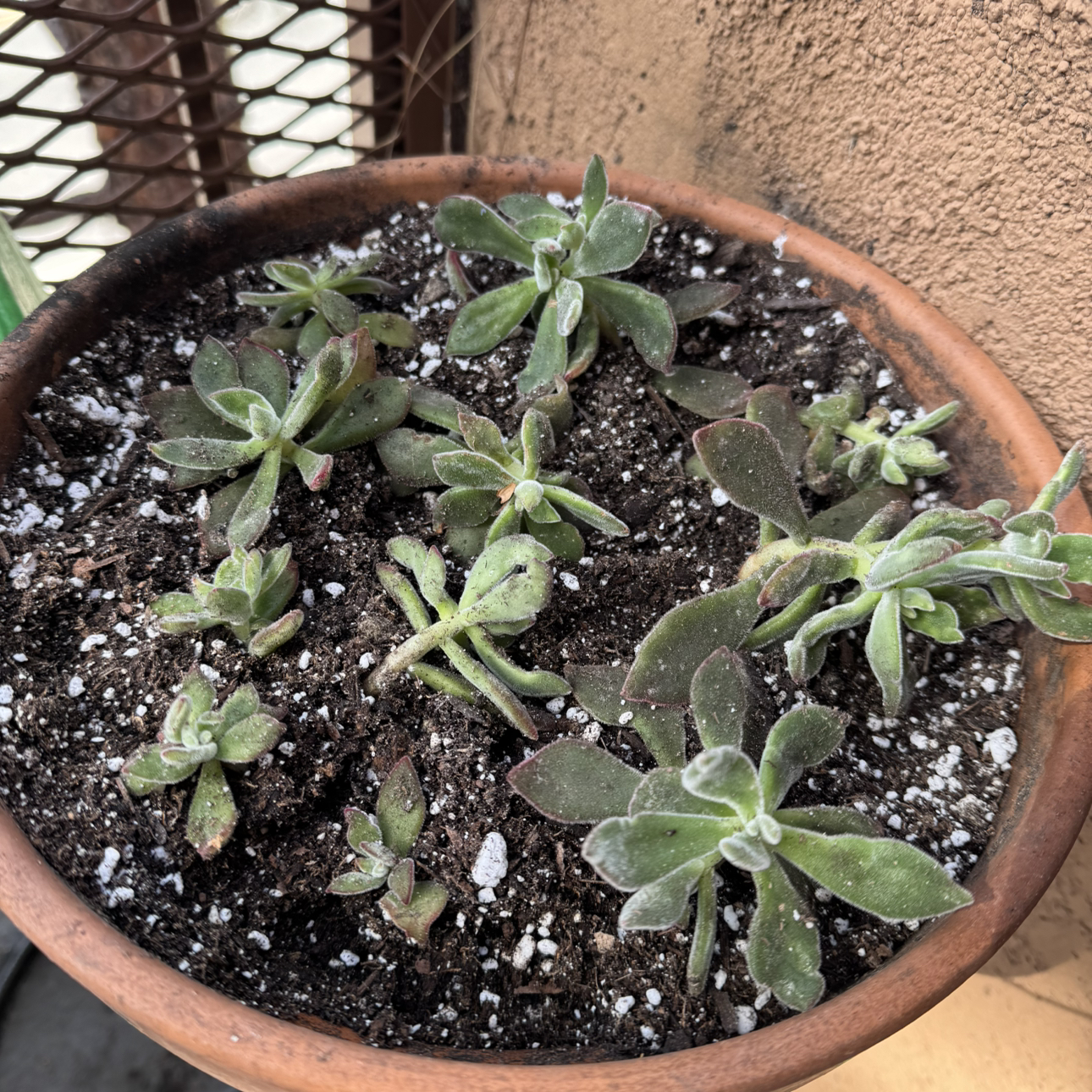 Photo of the plant species Plush Plant by @ProBilberry43 named Delilah on Greg, the plant care app