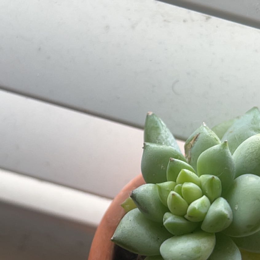 Photo of the plant species SEDEVERIA PERIDOT P by @WinPlanty88 named Michelle Branch on Greg, the plant care app