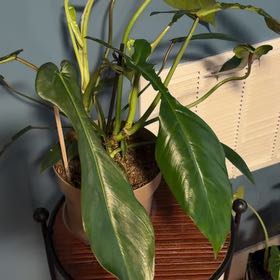 Photo of the plant species Philodendron x joepii by @RousingDracopis named Scarlett on Greg, the plant care app