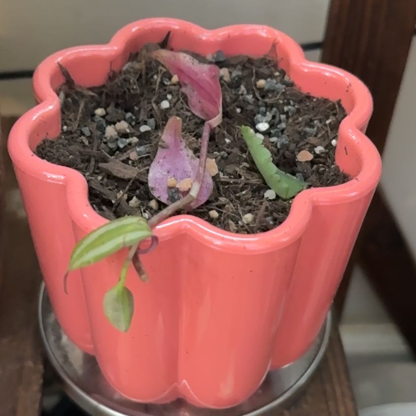 Photo of the plant species Wandering Jew by @AshMarie83 named Dude 2 (D2) on Greg, the plant care app