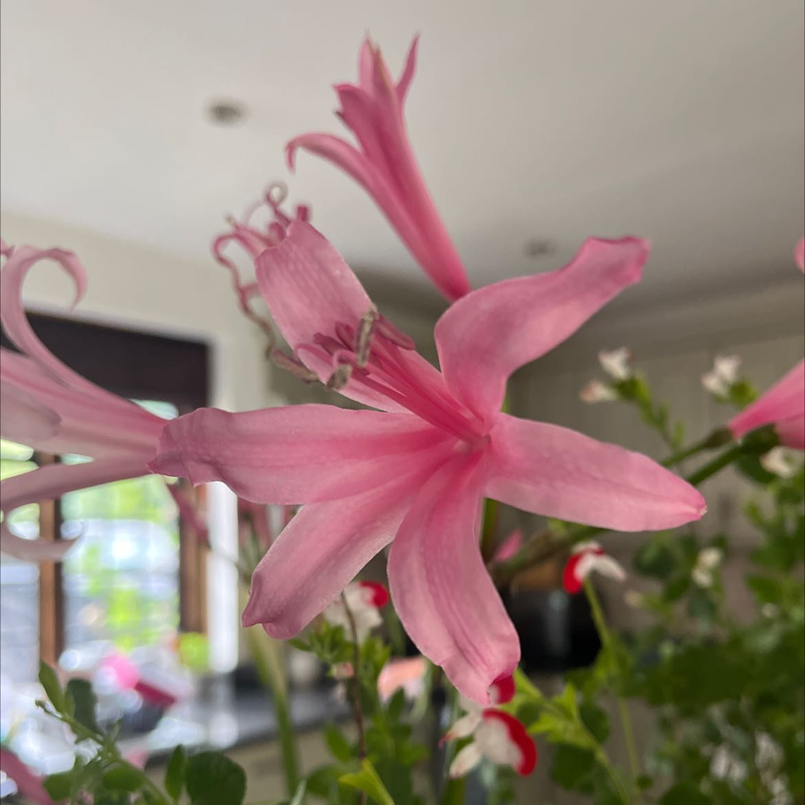 Plant care for Agapanthus 'Blue' on Greg, the plant care app