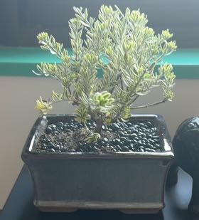 Photo of the plant species Coastal Rosemary by @SageKanna84 named Austen on Greg, the plant care app