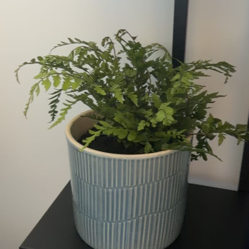 Photo of the plant species Eared Lady fern by @SageKanna84 named Gregarious on Greg, the plant care app