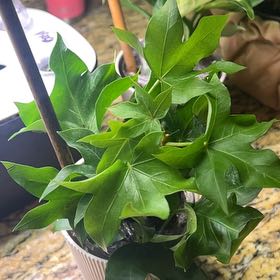 Photo of the plant species Tree ivy by @FullParsley84 named Apollo on Greg, the plant care app