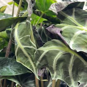 Photo of the plant species African Mask by @ChampPomelo37 named Sage on Greg, the plant care app