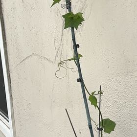 Photo of the plant species Sicyos edulis by @NobleRose51 named Homer on Greg, the plant care app