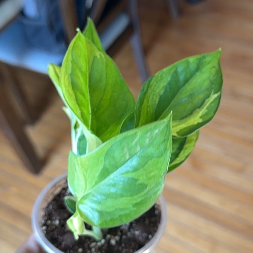 Photo of the plant species Lemon Meringue Pothos by @Am3thyst named Lebron on Greg, the plant care app