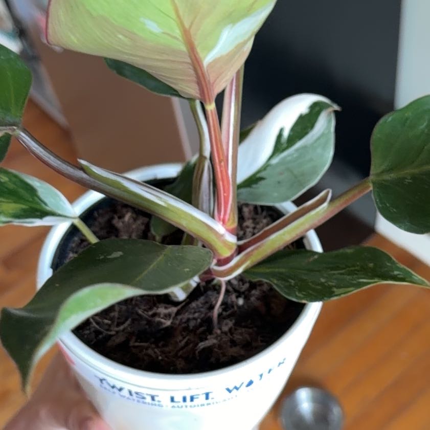Photo of the plant species White Knight Philodendron by @Am3thyst named Emerson on Greg, the plant care app