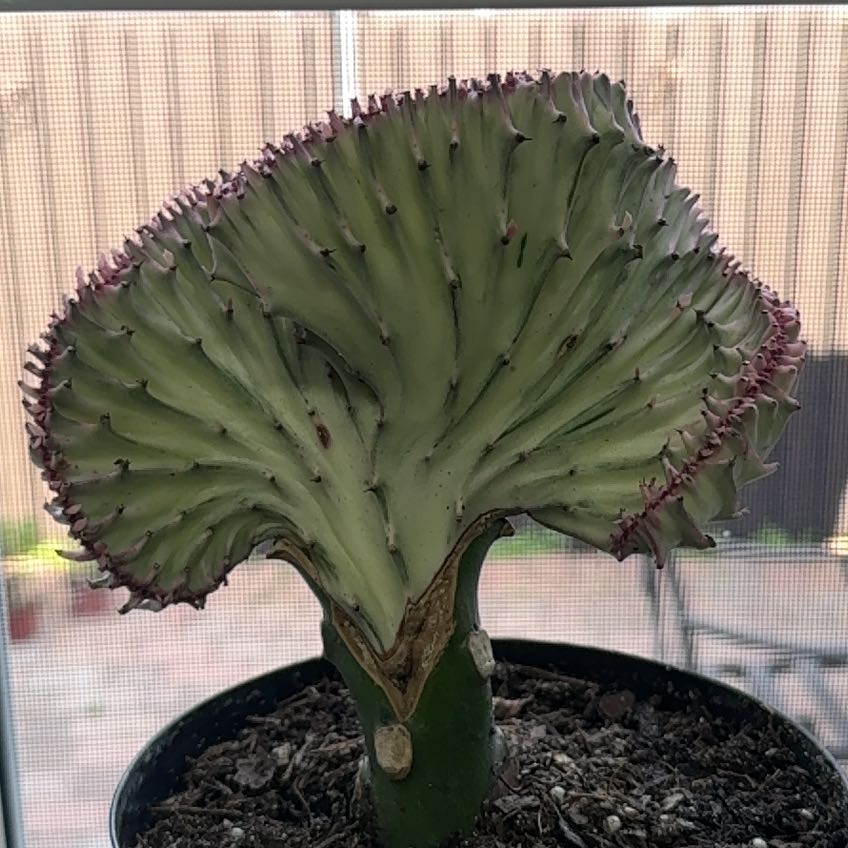 Photo of the plant species Mermaid tail, cactus by @FunnyMakura75 named Elina on Greg, the plant care app