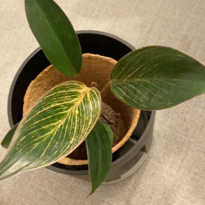 Photo of the plant species Pink Birkin Philodendron by @ModelCalathea81 named Huckleberry Fern on Greg, the plant care app
