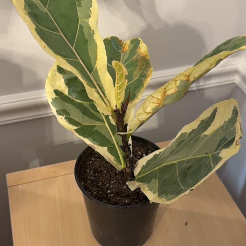 Photo of the plant species Variegated Fiddle Leaf Fig by @ModelCalathea81 named Athena on Greg, the plant care app