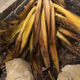 Photo of the plant species Mauritius Hemp by @ZestDionysos3 named Tolkien on Greg, the plant care app