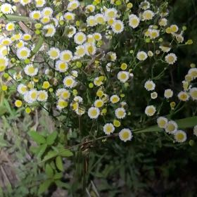 Photo of the plant species Annual Fleabane by @MasterPomelo7 named Luna on Greg, the plant care app