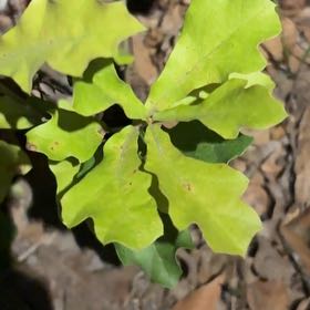 Photo of the plant species Water Oak by @MasterPomelo7 named Prince on Greg, the plant care app