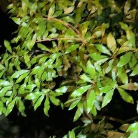 Photo of the plant species Morella Cerifera by @MasterPomelo7 named Rosa on Greg, the plant care app