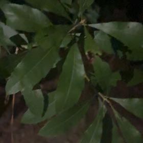 Photo of the plant species Morella Cerifera by @MasterPomelo7 named Pax on Greg, the plant care app