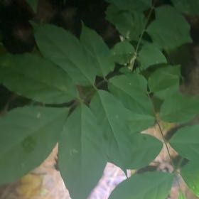 Photo of the plant species Chinese Wisteria by @MasterPomelo7 named Diana on Greg, the plant care app