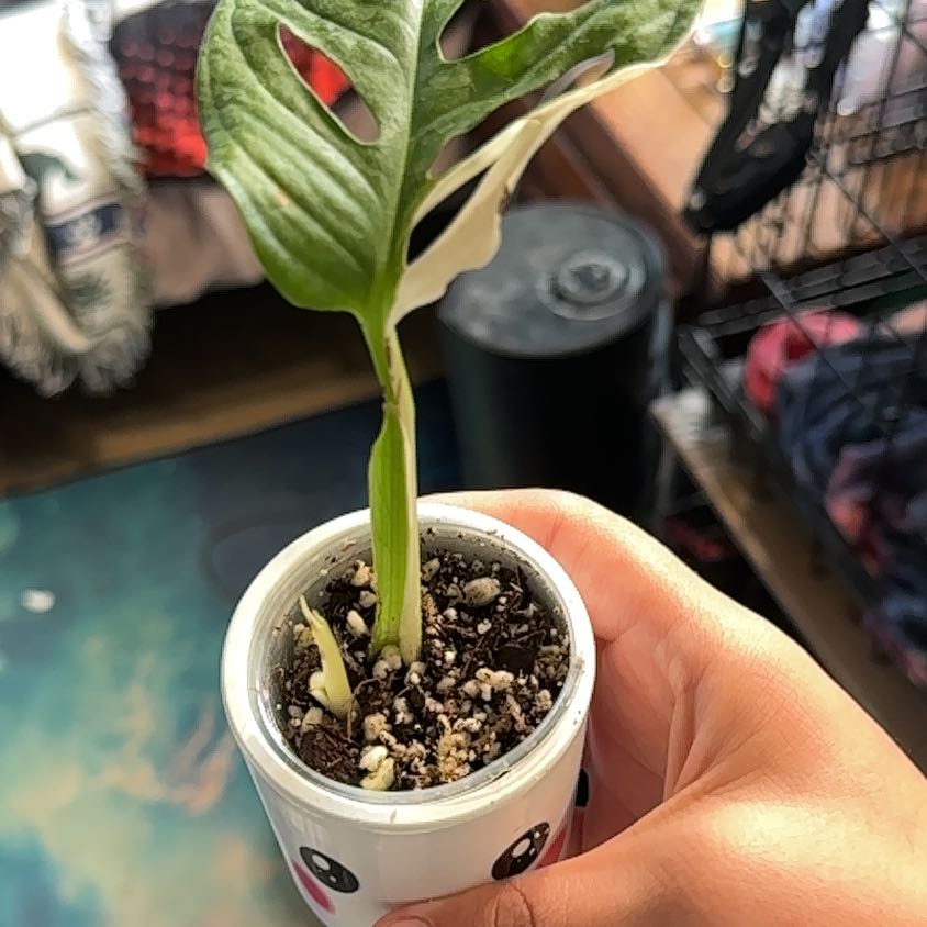 Photo of the plant species Monstera by @EquableCatnip53 named McKinley on Greg, the plant care app