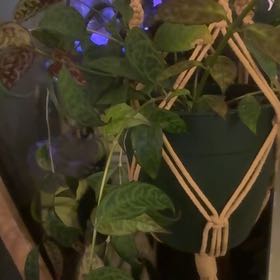 Photo of the plant species Lipstick Plant by @HeroTaraire42 named Lavender on Greg, the plant care app