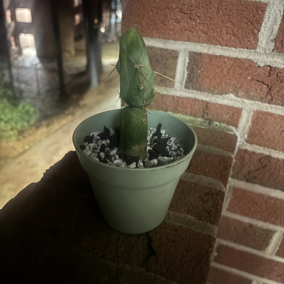 Photo of the plant species Penis cactus by @UberGinger82 named Pisa on Greg, the plant care app