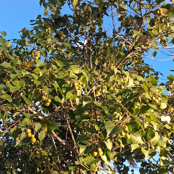 Photo of the plant species Kurrajong by @FunnySquash70 named Nithin on Greg, the plant care app