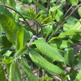 Photo of the plant species Florida Hopbush by @IconFlapjacks92 named Walt on Greg, the plant care app