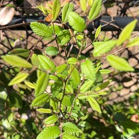 Photo of the plant species California Buckthorn by @IconFlapjacks92 named Sanders on Greg, the plant care app