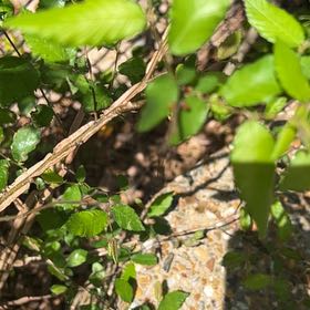 Photo of the plant species Japanese Zelkova by @IconFlapjacks92 named LiloStitch on Greg, the plant care app