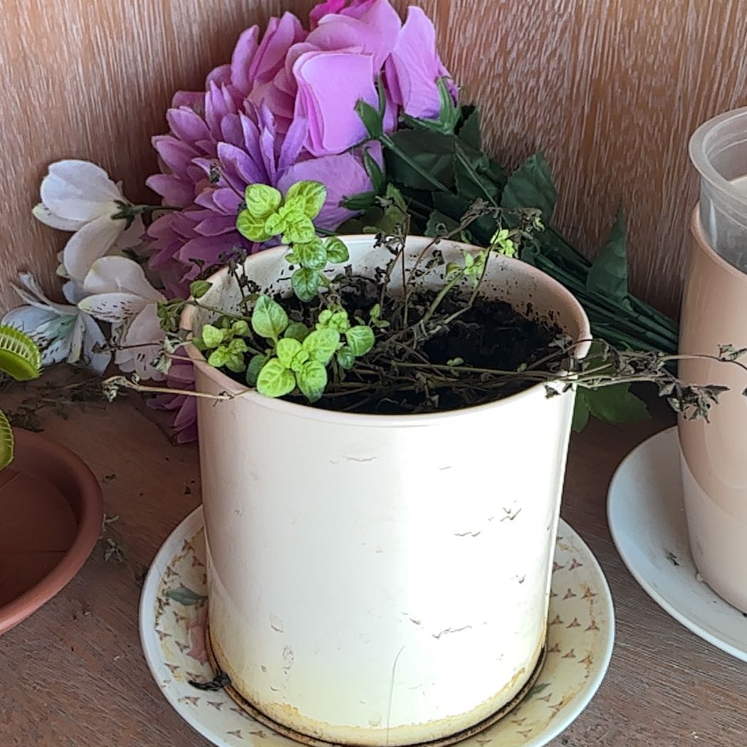 Photo of the plant species Wild Mint by @NewGabisan89 named Minty on Greg, the plant care app