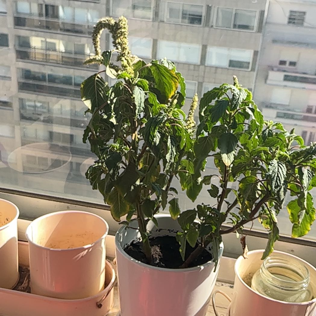 Photo of the plant species Slender Amaranth by @NewGabisan89 named Amara on Greg, the plant care app