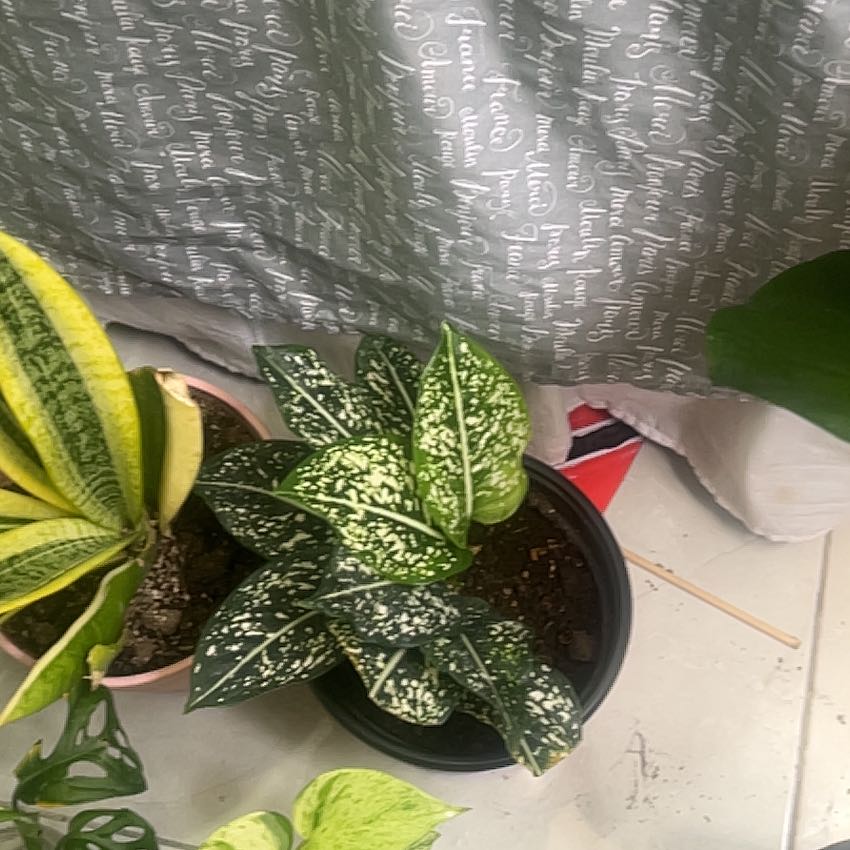 Photo of the plant species Chinese Evergreen by @PreparedDill named Naomi on Greg, the plant care app