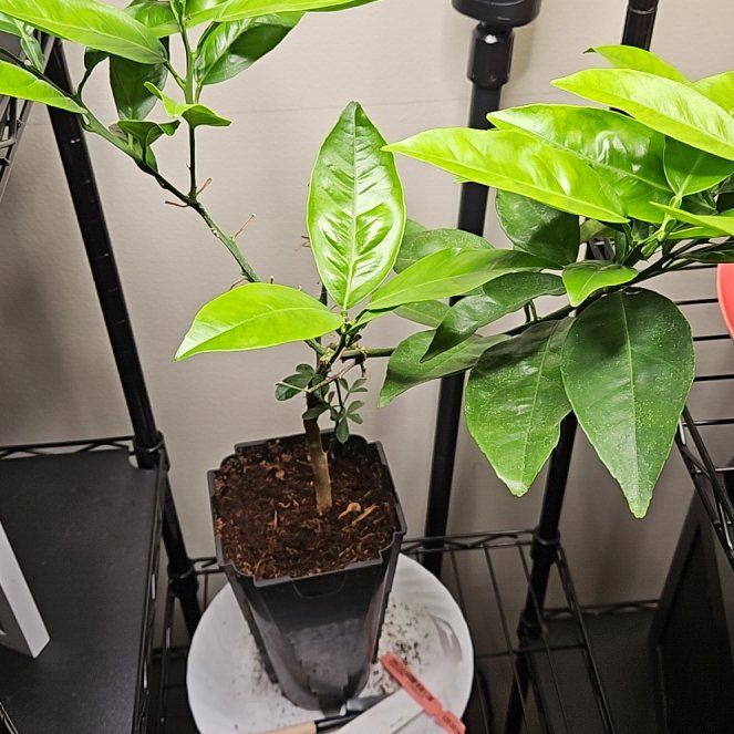 Photo of the plant species Moro Blood Orange by @RobustOricad49 named Morodechai on Greg, the plant care app