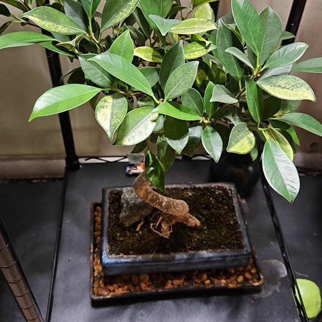 Photo of the plant species Golden Gate Ficus by @RobustOricad49 named Genny on Greg, the plant care app